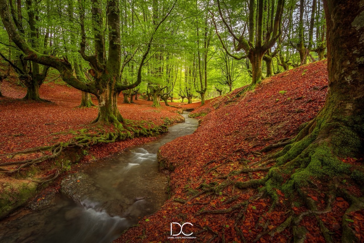 autumn forest landscape with water stream