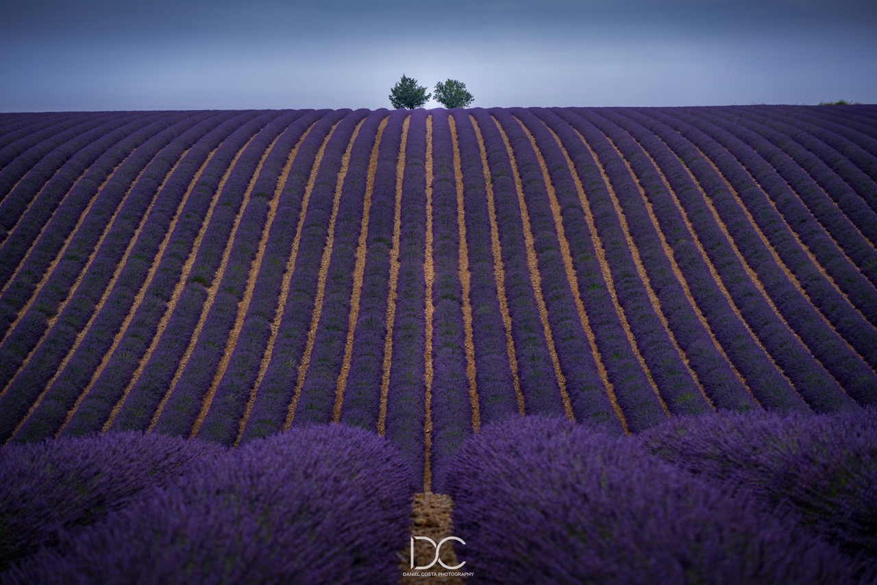 Lavender fields