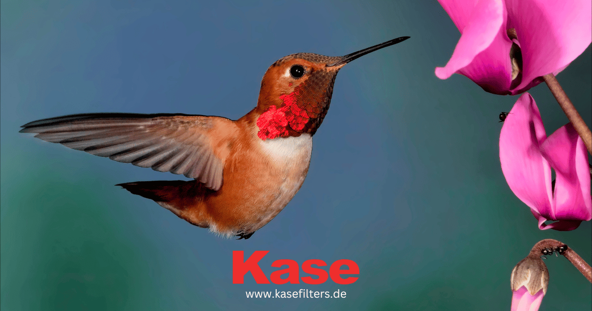 What is Shutter Speed and How to Adjust it: Tips for Taking Amazing Photos